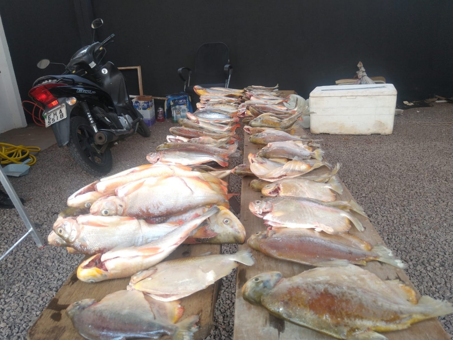 Polícia Militar Ambiental de Bataguassu e Três Lagoas prendem e autuam paranaense em R$ 2 mil por pesca e transporte de pescado ilegal e apreendem veículo e 60 kg de pescado