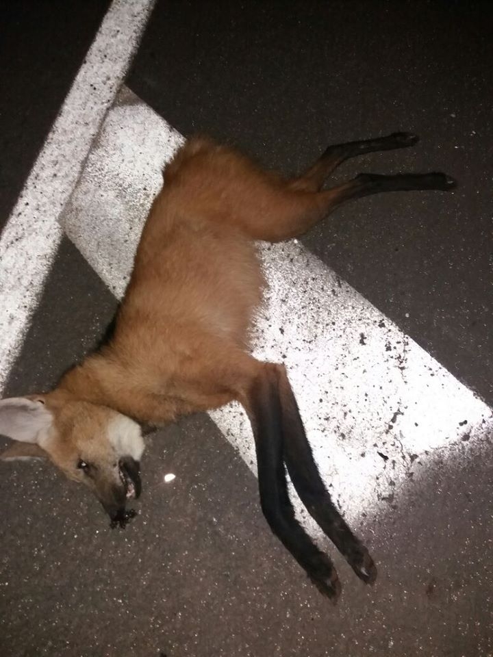 Rodovia Marechal Rondon, em Araçatuba, ganhará novas marginais