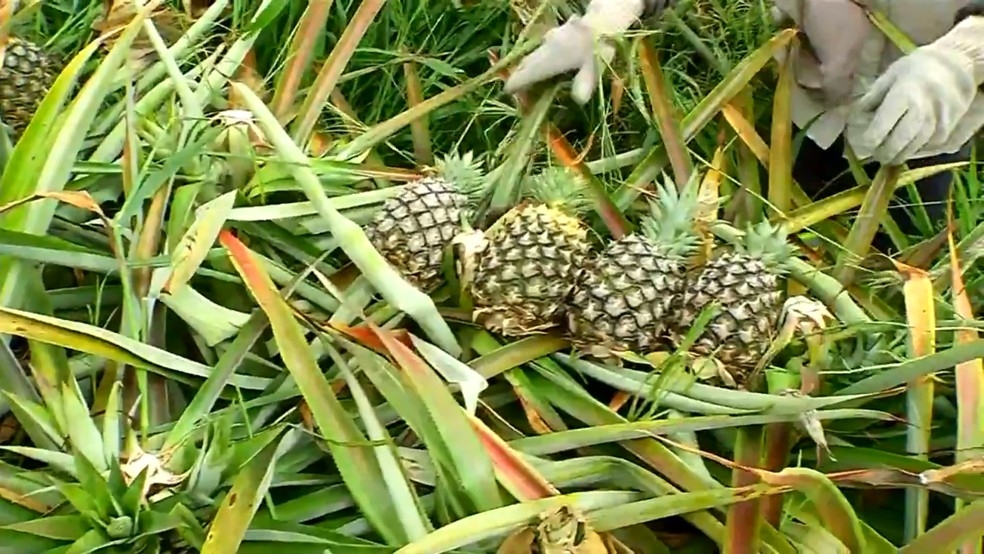 Produtores de abacaxi de Guaraçaí começam a colheita da safra