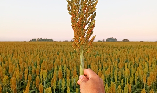 Birigui está entre os três maiores produtores de sorgo do Estado de São Paulo, diz IBGE
