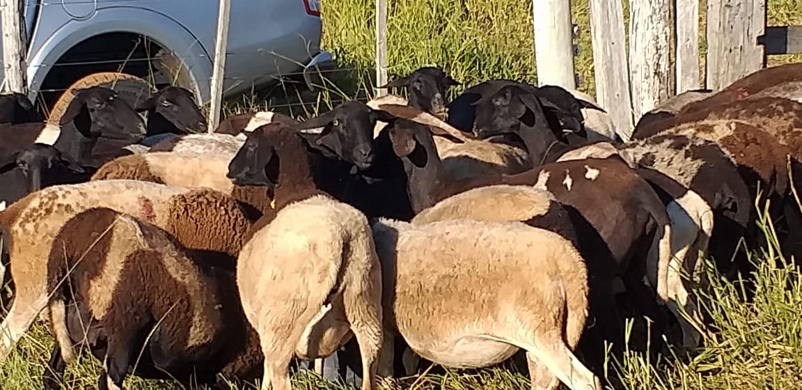 Desaparecimento de 12 ovelhas no bairro Campestre zona rural de Andradina chama atenção