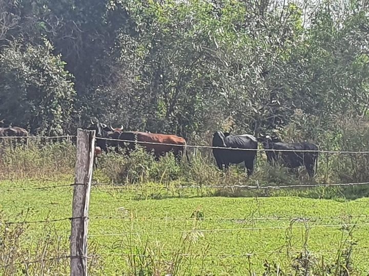 Em Castilho Polícia Ambiental lavra multa de 71 mil reais por gado em área de preservação