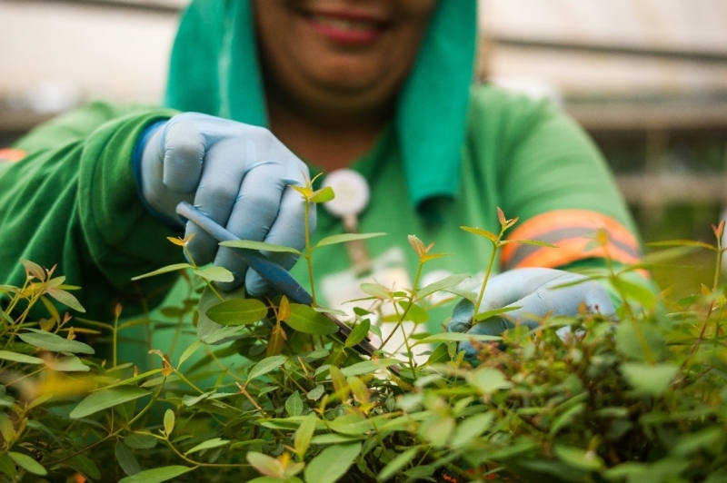 Eldorado Brasil abre vagas para Jovem Aprendiz em Andradina