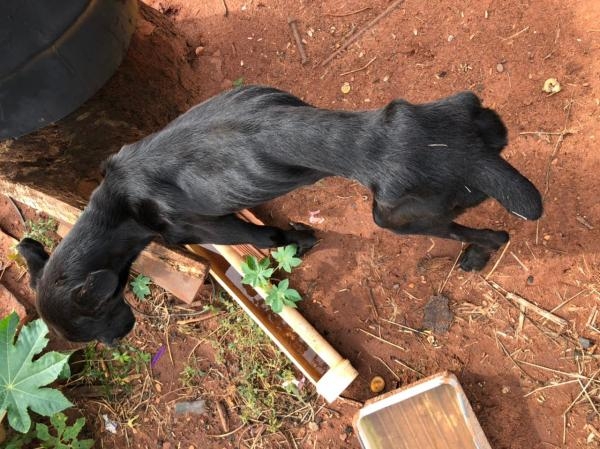 Policia Civil de Brasilândia prende idoso por maus tratos contra animais