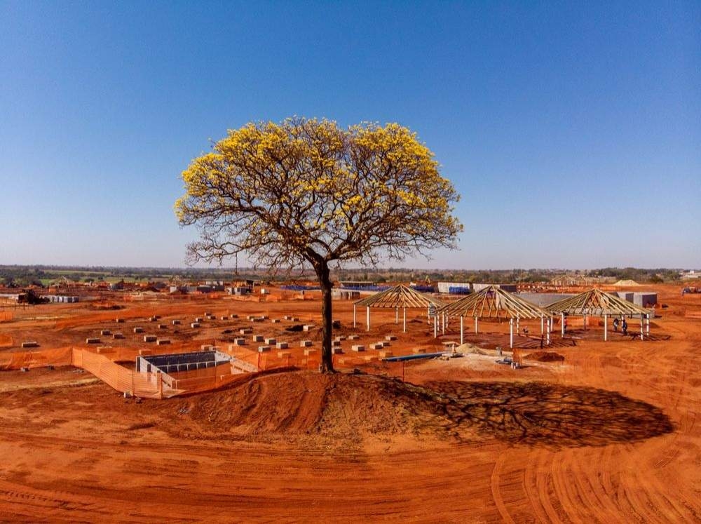 Ipê amarelo começa a colorir Andradina
