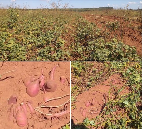 NA CIDADE DO PESCADOR AGRICULTOR OFERECE 9 TONELADAS DE BATATA DOCE CANADENSE