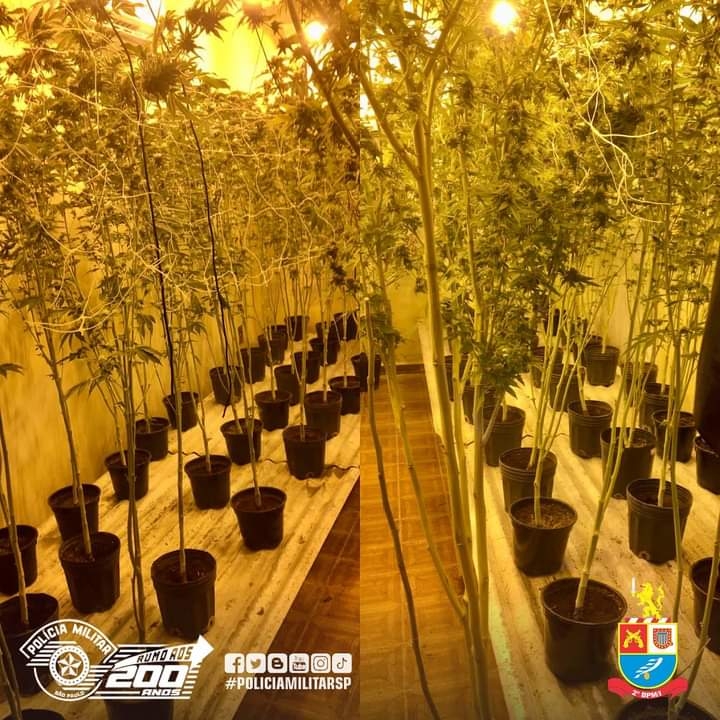 POLÍCIA MILITAR DE ARAÇATUBA PRENDE HOMEM QUE CULTIVAVA DROGAS