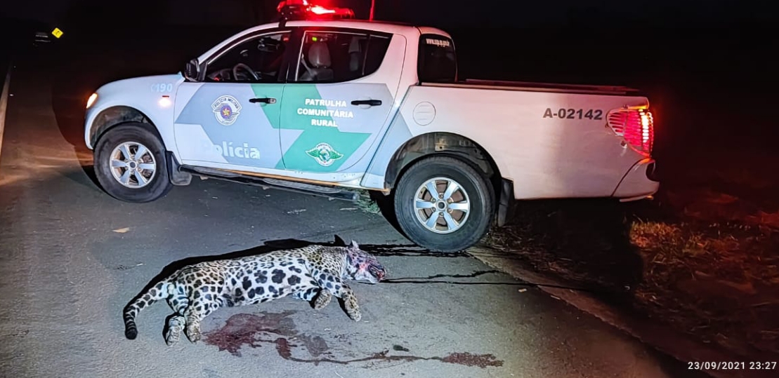Onça pintada morre atropelada por caminhão próximo da Citroplast e foi levada para UNESP de Araçatuba