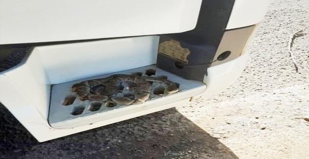 Água-Clarense é atacado por cobra cascavel ao encontrá-la na escada do caminhão em que trabalha