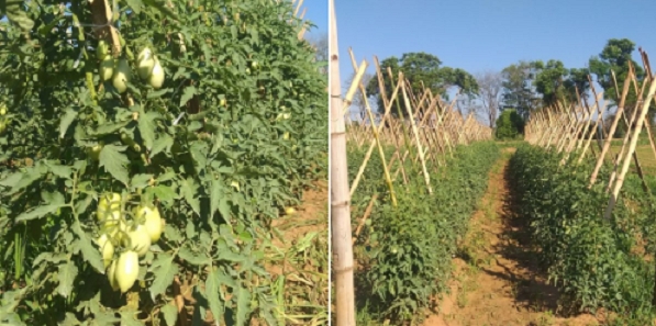 Em Andradina plantação de tomate no bairro rural Timboré para merenda escolar e Acqualinda