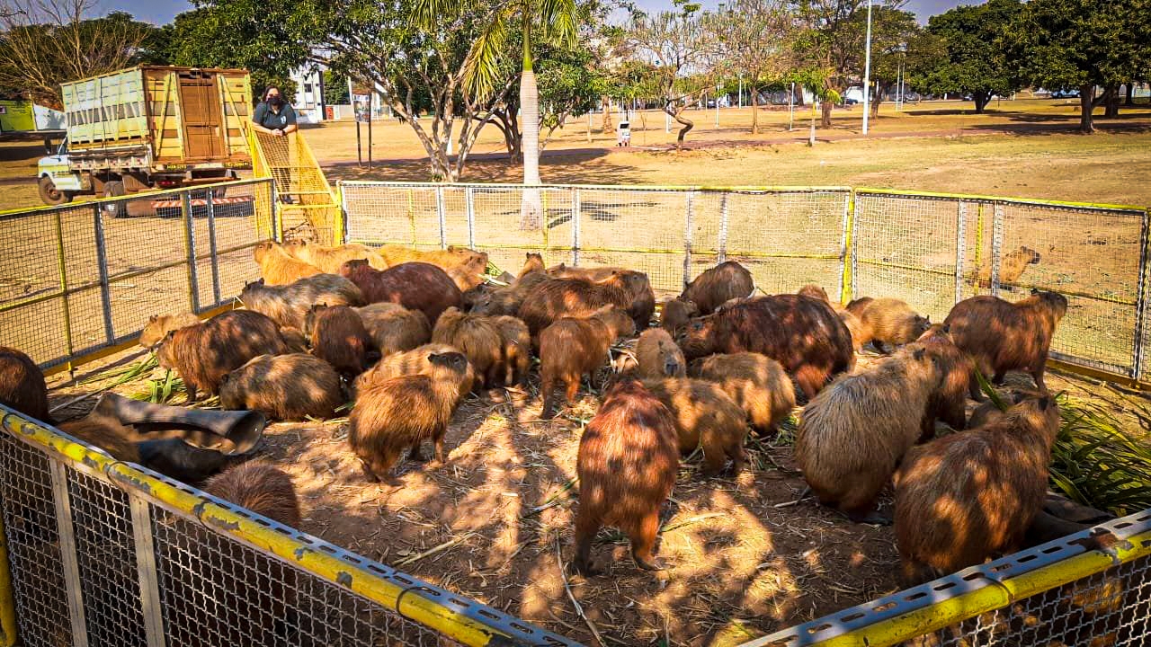 Meio Ambiente realiza manejo de 42 capivaras para o Parque do Pombo de Três Lagoas