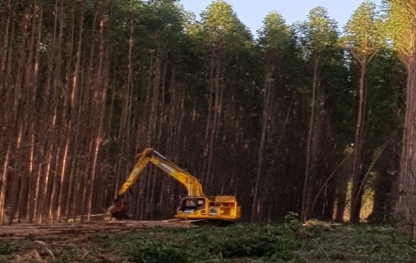 Suzano irá qualificar novas turmas de operadores florestais em Água Clara, 3 Lagoas e Brasilândia
