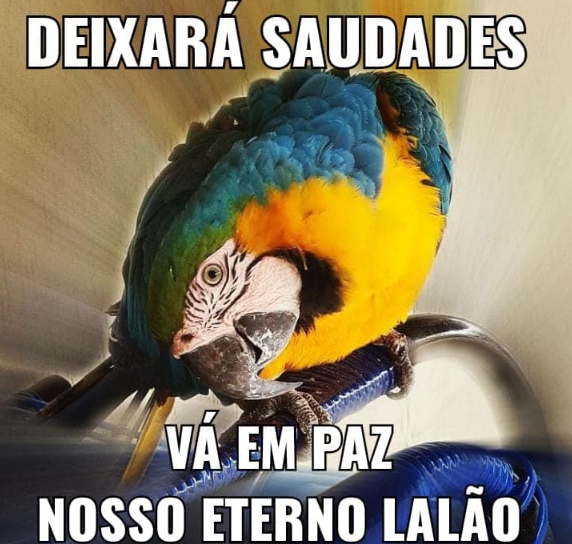 Arara Lalão morre eletrocutada menos de 48 horas após retornar a Guaraçai