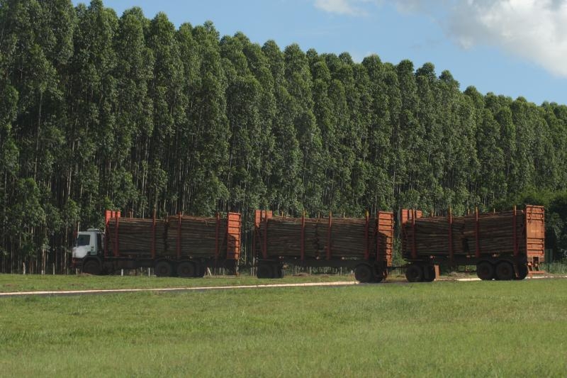 Suzano abre vagas para setores Florestal e de Manutenção em Três Lagoas (MS)