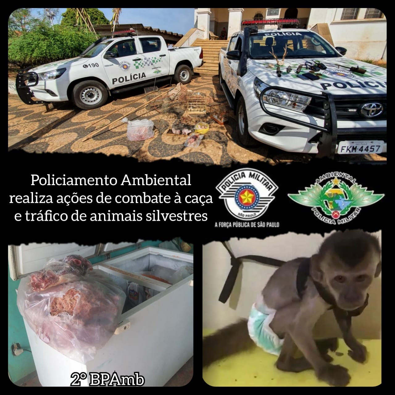 EM BIRIGUI E CAFELÂNDIA POLICIAMENTO AMBIENTAL REALIZA AÇÕES DE COMBATE À CAÇA E TRÁFICO DE ANIMAIS SILVESTRES