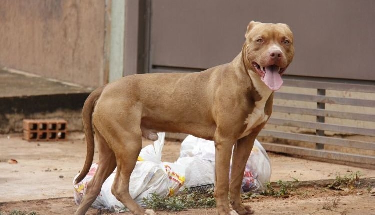 Mulher é atacada por pit bull no caminho para mercado em Três Lagoas