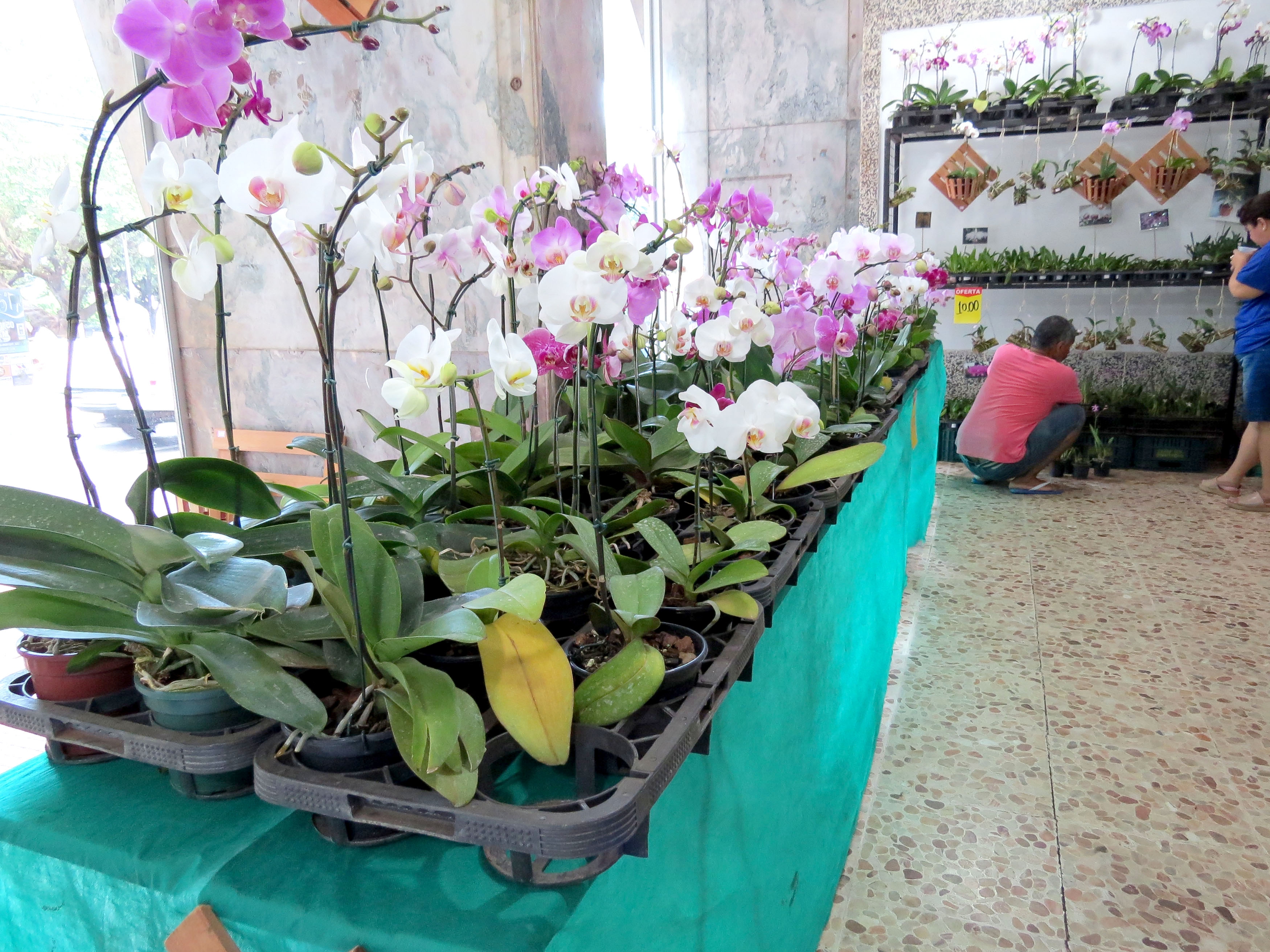 Lions Clube Andradina Sul promove 18ª Feira das Orquídeas