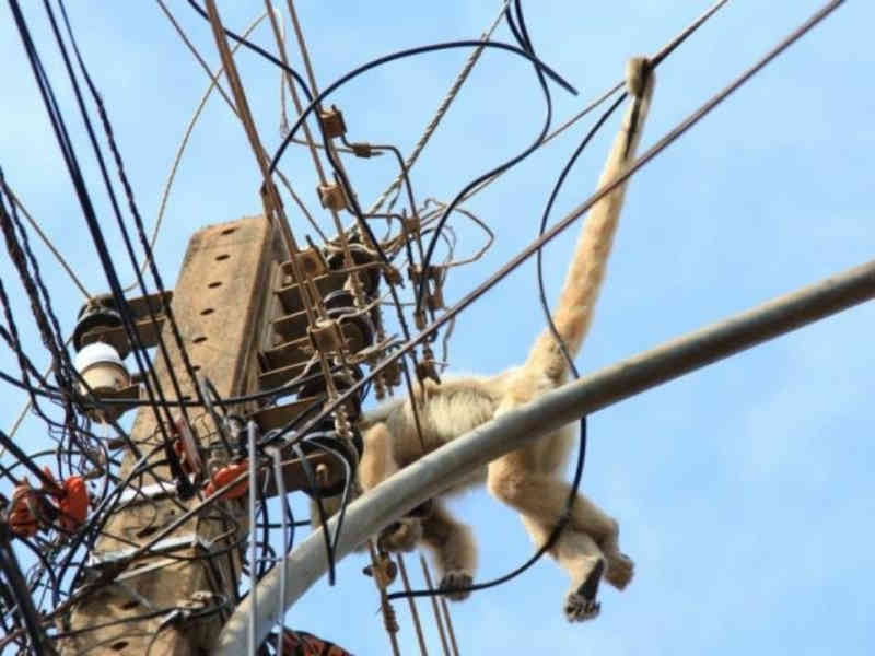 Macaco morre eletrocutado ao passear na rede elétrica em Três Lagoas