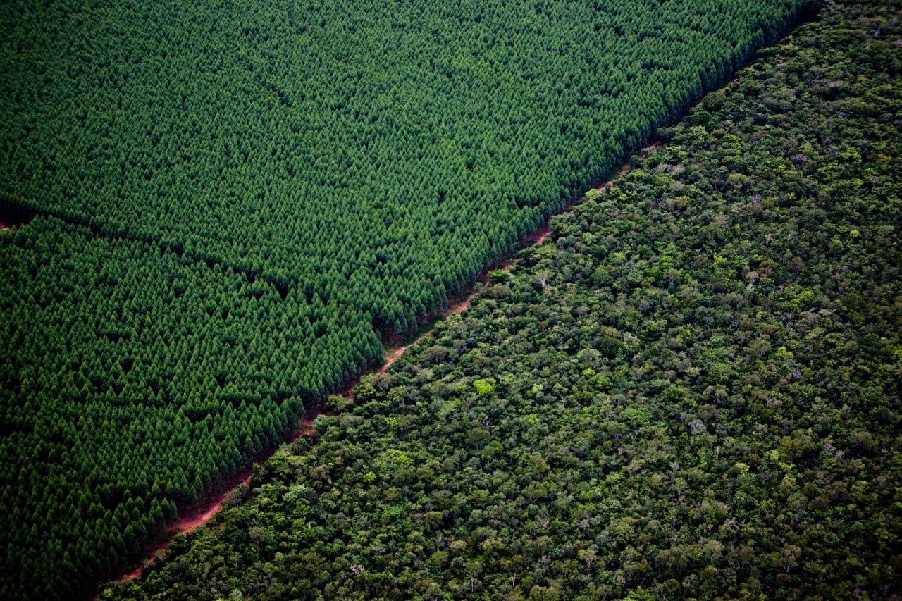 EM TRÊS LAGOAS, VAGA PARA ENGENHEIRO FLORESTAL ( ANALISTA DE SILVICULTURA )