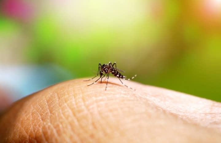 MORTE EM ANDRADINA É DESCARTADA PARA A DENGUE