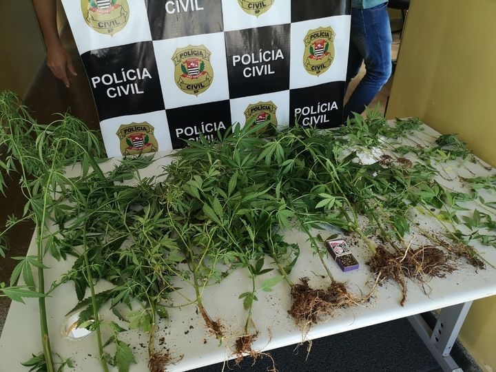 POLÍCIA CIVIL DE LAVÍNIA DESCOBRE PLANTAÇÃO DE MACONHA NO CENTRO DA CIDADE E PRENDE 02 PESSOAS