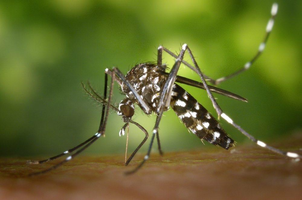 Prefeitura de Três Lagoas registra 15 casos suspeitos de dengue na 1ª semana de 2.022