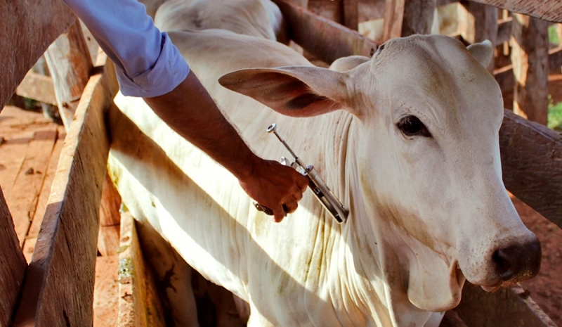Na Terra do Rei do Gado produtores rurais devem vacinar contra a aftosa até o dia 30