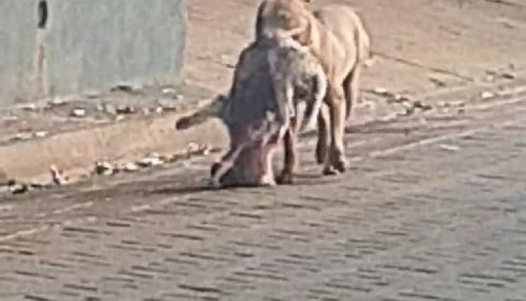 Pitbull solto mata cachorro, carrega na boca pela rua e é resgatado pelo dono no Jardim Dourados em Três Lagoas