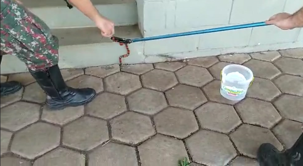Polícia Militar Ambiental de Três Lagoas captura serpente em escadaria de fábrica de calçados