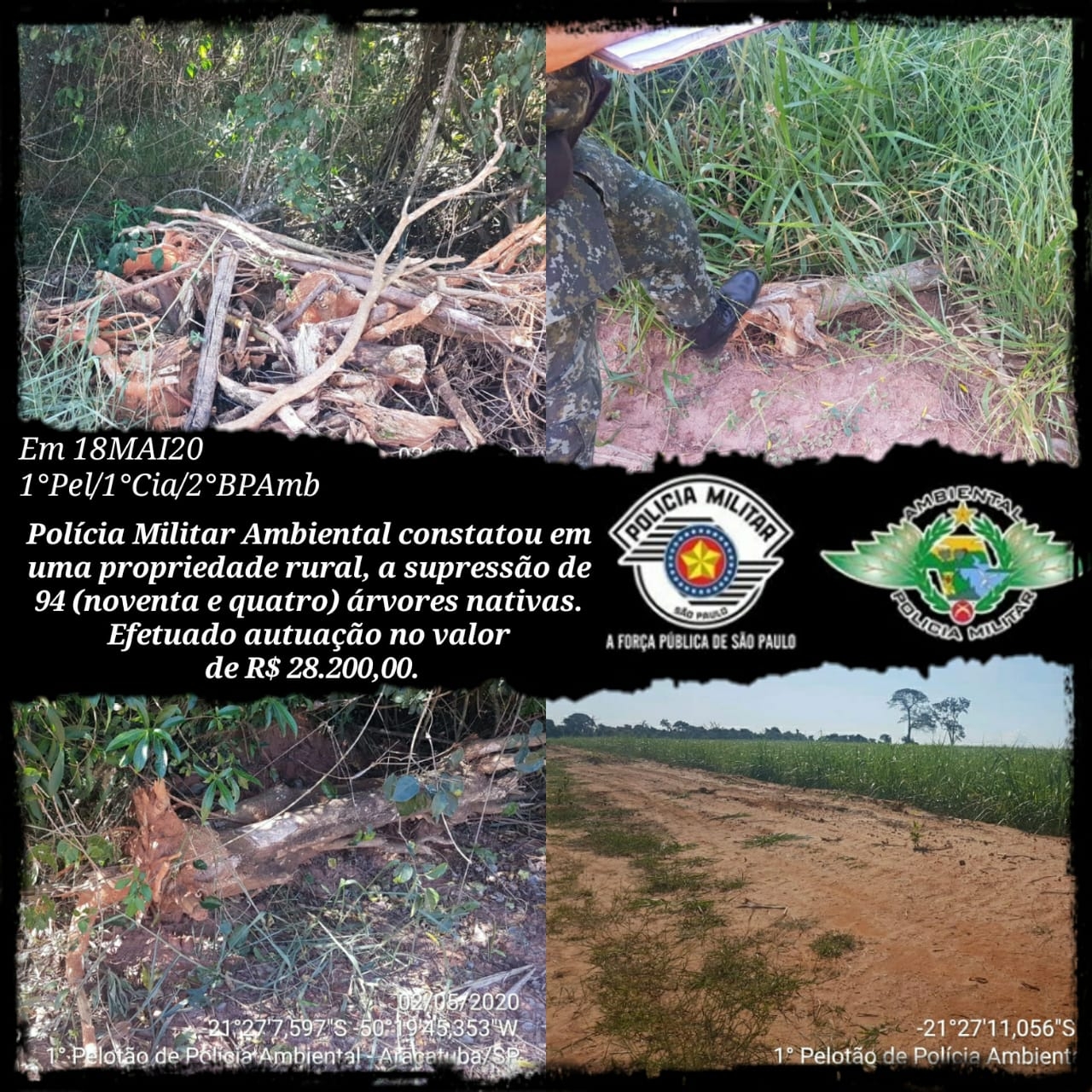 POLÍCIA AMBIENTAL CONSTATA A SUPRESSÃO DE 94 ÁRVORES NATIVAS EM COROADOS