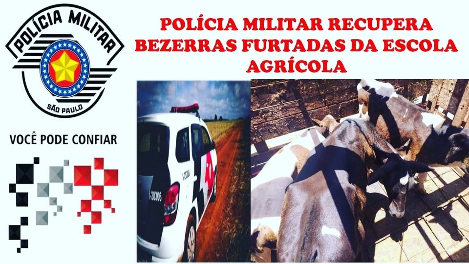 Polícia Militar recupera 03 bezerras furtadas da Escola Agrícola de Andradina
