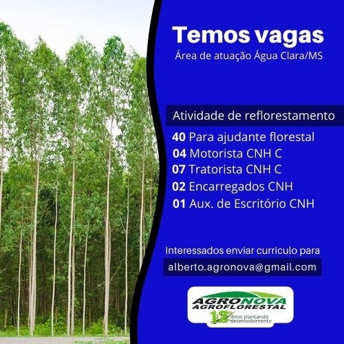 Em Água Clara Agronova Agroflorestal tem 40 vagas de ajudante florestal, 07 vagas de tratorista e outras funções