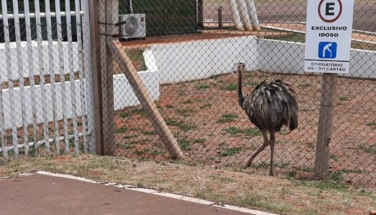 Polícia Ambiental de Três Lagoas é acionada para capturar ema que invadiu pista de aeroporto em MS