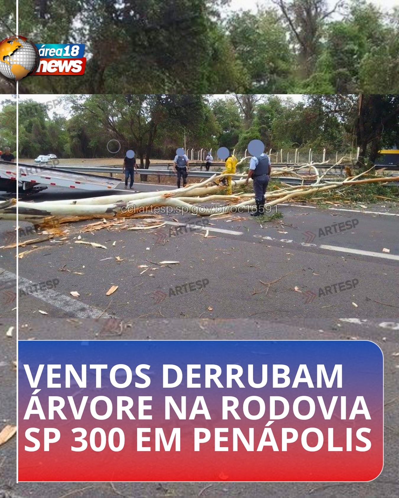 Árvore de grande porte interdita rodovia Marechal Rondon SP 300 em Penápolis
