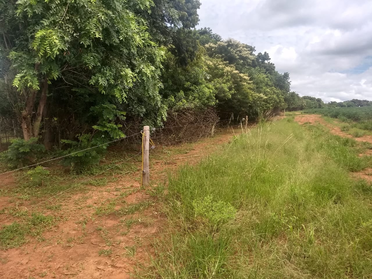 EM BIRIGUI PM AMBIENTAL ESTÁ AUTUANDO QUEM USA ÁREA FLORESTAL PARA CRIAR GADO