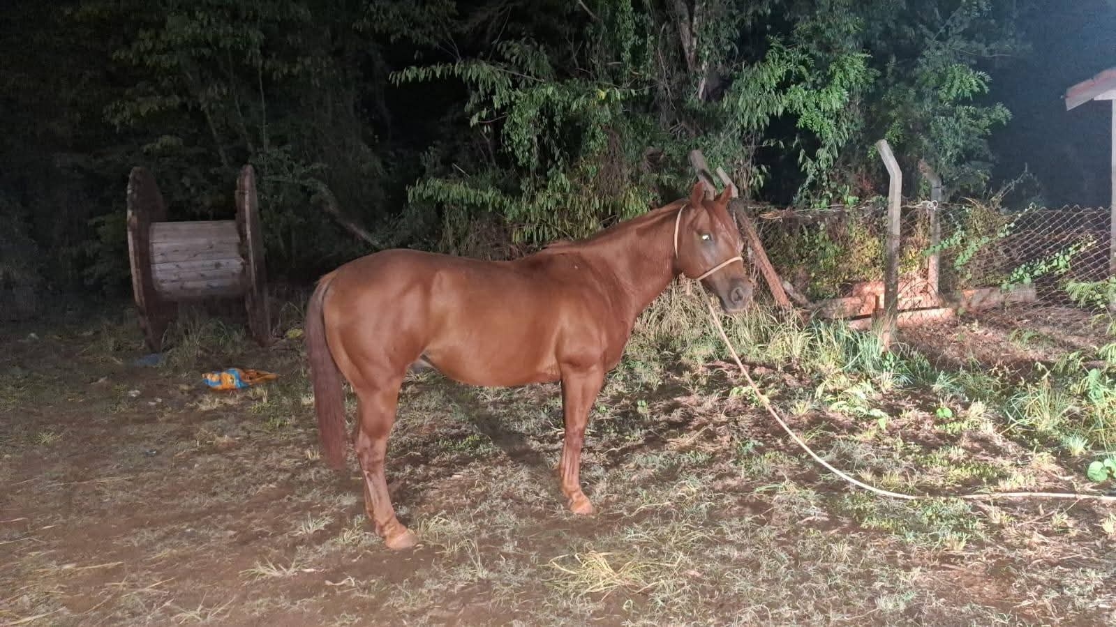 POLÍCIA MILITAR RECUPERA CAVALO FURTADO NA PRAIA MUNICIPAL DE ITAPURA