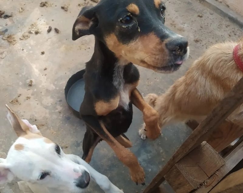 Cães são encontrados em situação de maus-tratos no Jardim Bandeirantes em Andradina