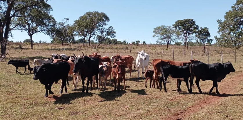 Polícia Civil recupera 13 cabeças de gado desviadas por empregado de fazenda em Água Clara