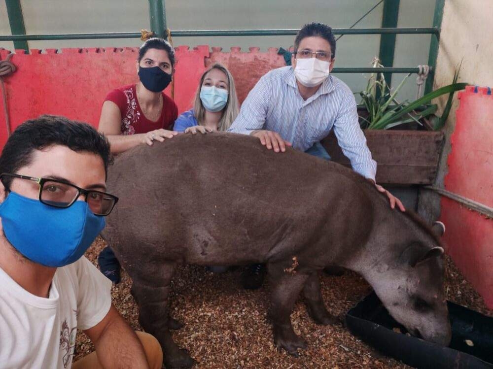 Animal silvestre ferido está sendo cuidado no Hospital Veterinário da Fundação Educacional de Andradina