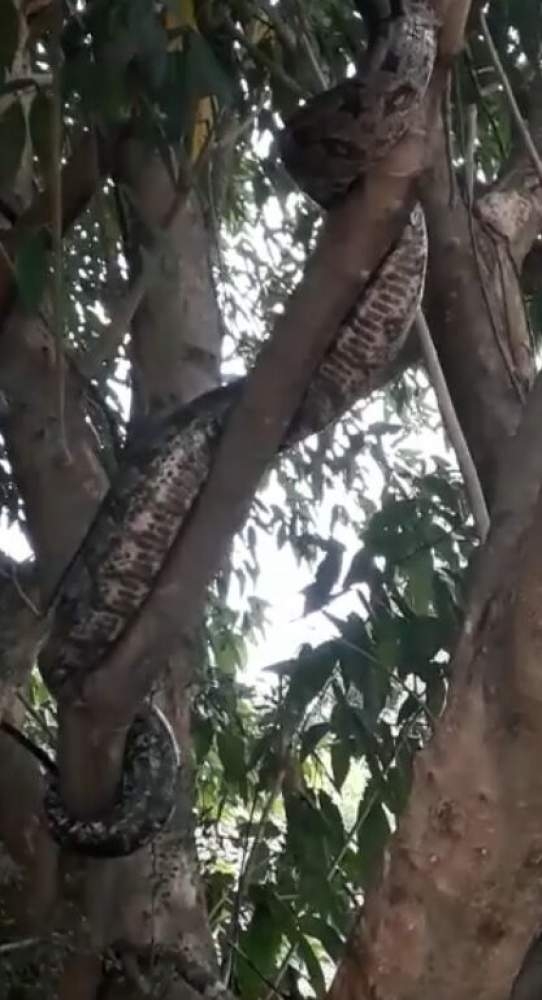 Vídeo mostra jiboias no bairro Pereira Jordão em Andradina