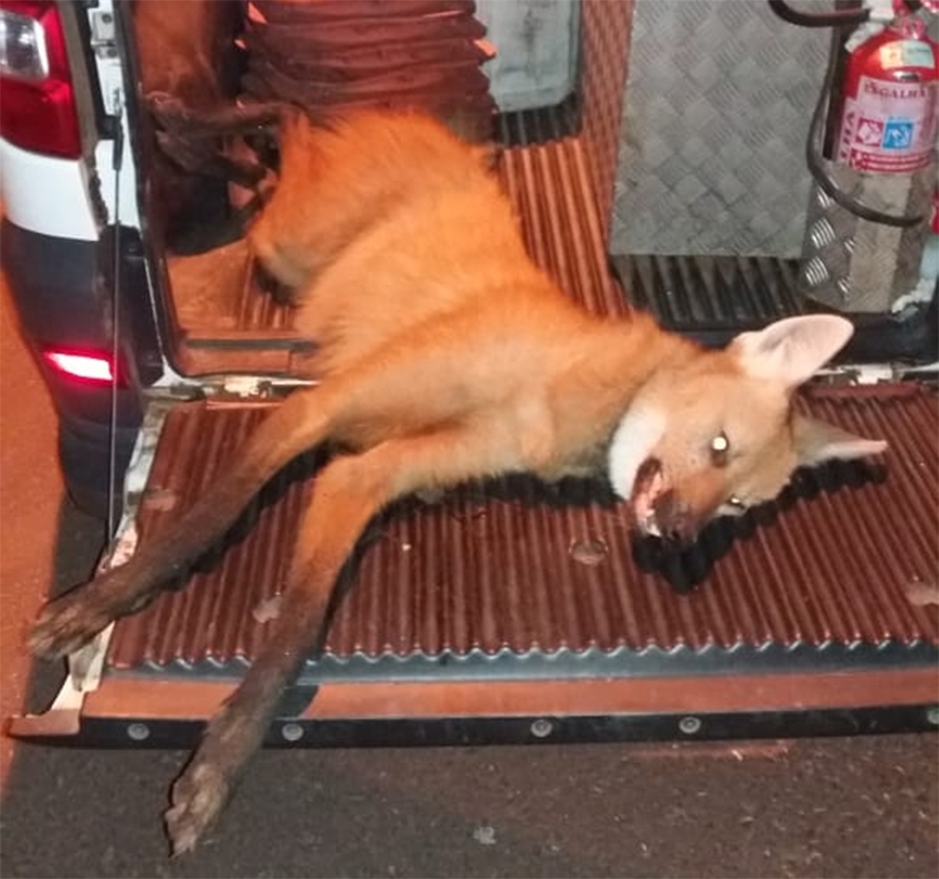 Árvore cai na antiga rua Riachuelo no Novo Centro Comercial de Andradina