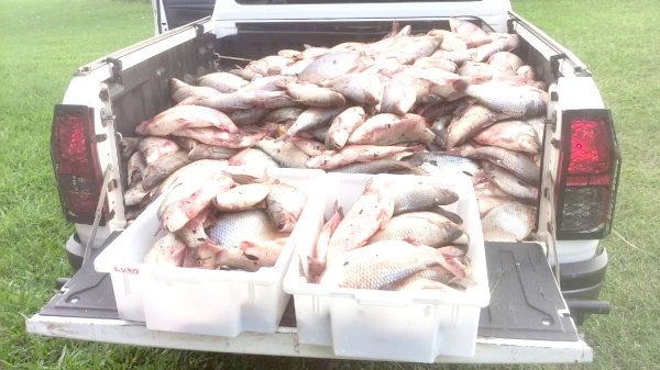 Polícia Ambiental flagra 03 pescadores com quase meia tonelada de peixe em Valparaíso