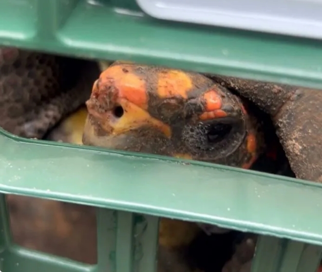 Transferência de animais do zoológico de Araçatuba para o RJ gera protesto