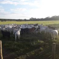 Polícia Militar prende quadrilha ao tentar Furtar cerca de 100 cabeças de gado em fazenda de Três Lagoas