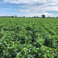 FAZENDA EM TRÊS LAGOAS PLANTA SOJA: Primeira colheita na fazenda Mateberi