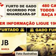 Alerta furto de 480 cabeças de gado raça nelore ocorrido em Nhandeara