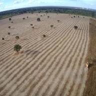 FAZENDA EM TRÊS LAGOAS PLANTA SOJA MAS NÃO RETIRA TODAS AS ÁRVORES
