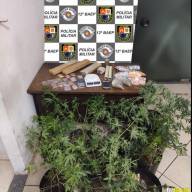 BAEP prende homem por tráfico de drogas com 9 pés de maconha, alvo de combate ao crime cidade de Birigui