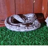 PM Ambiental apreende 10 cobras na casa de criador em Mirandópolis