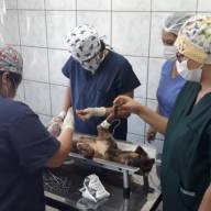 MIRANDÓPOLIS DEVE USAR CIENSP E FEA PARA CASTRAÇÃO DE CÃES E GATOS